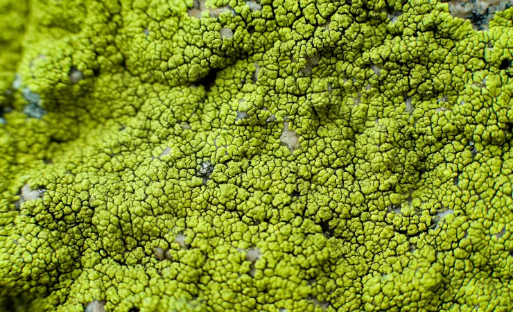 how to clean lichen from solar panels