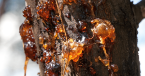 remove tree sap from solar panels