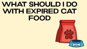 cat food 1024x576