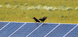 Solar Panel Bird Damage How To Prevent It And Stop It Now